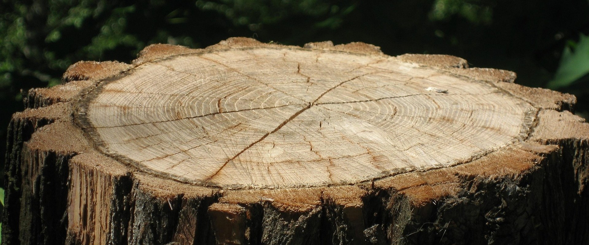 Preparing Your Property for Architectural Design with Tree Removal
