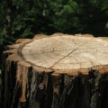 Preparing Your Property for Architectural Design with Tree Removal