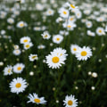 Transform Your Outdoor Space with Expert Garden Contractors