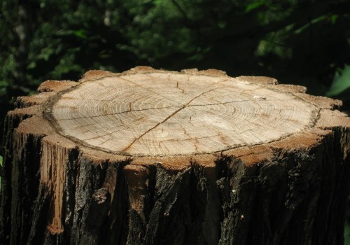 Preparing Your Property for Architectural Design with Tree Removal