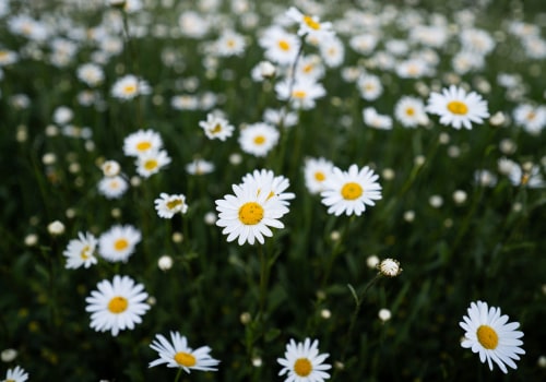 Transform Your Outdoor Space with Expert Garden Contractors